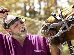 Retiree looks horses in the mouth