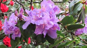 California Blue Rhododendron Sonoma Horticultural Nursery Sebastopol Ca Http Www Sonomahort Com