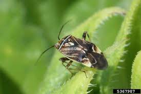 Find a amherst post office location nearest to you. Got Pests