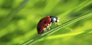 comment attirer des coccinelles dans son jardin jardins aquaponie jardinage