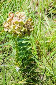 Image result for Pachycarpus lineolatus