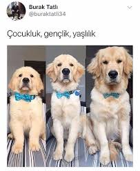Anlamli Dusundurucu Eglenceli Guzel Komik Konusan Resimler Konusan Resimler Www Kizlarinsirlari Cok Sirin Hayvanlar Hayvan Bebekler Sevimli Kopekler