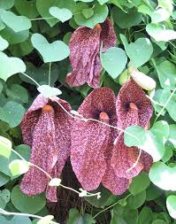 Image result for Aristolochia