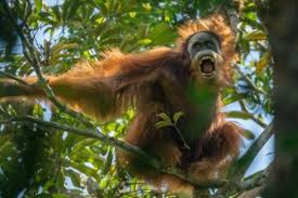 5 Fakta Hutan Hujan Tropis Sumatera Berstatus In Danger Oleh Unesco