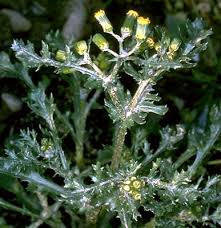 Image result for Senecio sp.no.4