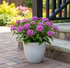 Image result for Pentas schimperi