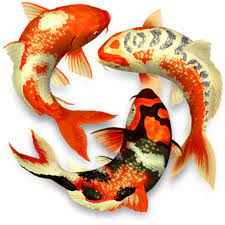 Koi Pond 3d Surprisingly Relaxing Background Images Music Over 940 5 Ratings 1 99 Free Koi Fish Koi Fish Drawing Fish Drawings