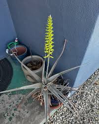 Image result for Aloe ballii