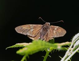 Image result for Vepris sansibarensis