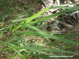 Use our database to access trusted records about over 170 million people from any device. 20 Ide Gambar Sketsa Rumput Ilalang Tea And Lead