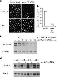 Some mobile gamers took a sigh. Induction Of G0 G1 Cell Cycle Arrest In Ovarian Carcinoma Cells By The Anti Inflammatory Drug Ns 398 But Not By Cox 2 Specific Rna Interference Oncogene