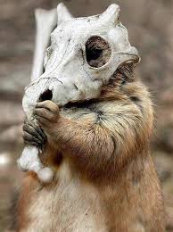 27 Seriously Cool Animals Pokemon In Real Life Pokemon Real Pokemon