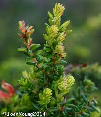 Image result for Hypertelis salsoloides