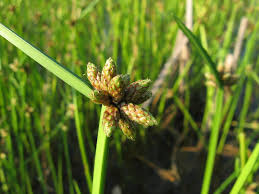 Image result for Schoenoplectiella mucronata