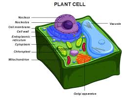 Maybe you would like to learn more about one of these? Pigments Provide The Cells With The Typical And Variegated Plant Cell Anatomy Diagram Full Size Png Download Seekpng