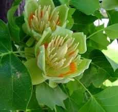 Image result for Magnoliaceae