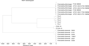Novel in english for your kindle, tablet, ipad, pc or mobile phone. Francisella Marina Sp Nov Etiologic Agent Of Systemic Disease In Cultured Spotted Rose Snapper Lutjanus Guttatus In Central America Applied And Environmental Microbiology