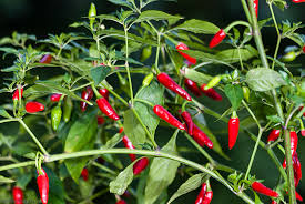 Image result for Capsicum annuum