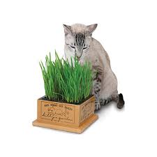 While oat grass is the true cat grass, other grasses like wheat, rye, and barley are also commonly used. Smartcat Kitty S Garden Refill Kit Organic Grass Cat Treat Only Natural Pet