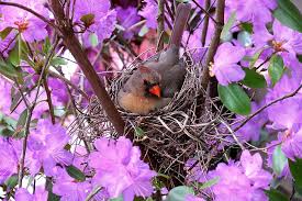 Check spelling or type a new query. 640x960px Free Download Hd Wallpaper Birds Cardinal Animal Flower Nest Purple Flower Wallpaper Flare