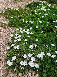 Image result for Falkia