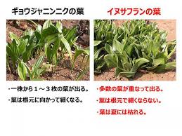 イヌサフランの誤食に注意してください 宮城県公式ウェブサイト