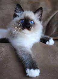 Our beautiful purebred ragdoll kittens come from champion lines. Schone Tiere 64 Ragdoll Cat Breeders Best Cat Breeds Cats