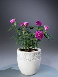 Charles de mills (weitere bilder, beschreibungen oder kommentare). Historische Rose Charles De Mills Rosa Charles De Mills Gunstig Online Kaufen