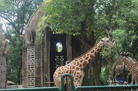 Kebun binatang ini dihuni oleh kurang lebih 100 spesies satwa langka. Bermain Bersama Jerapah Di Kebun Binatang Ragunan