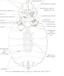 Image result for Cimex Lectularius L