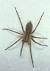 Wolf Spider Size