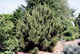 There are 102 italian pine tree for sale on etsy, and they cost $56.94. The Best Living Evergreen Christmas Trees You Can Plant Later In Your San Antonio Garden Expressnews Com
