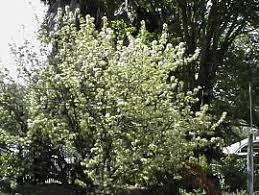 Image result for Turraea floribunda