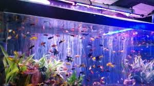 01 gandaria utara menjual berbagai macam ikan jenis tropis aquarium air tawar, dan menjual berbagai macam makanan ikan beserta peralatan untuk aquarium. Melihat Pusat Ikan Hias Di Radio Dalam Jakarta Selatan Tribun Jakarta