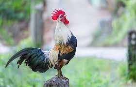 Why Roosters Don T Go Deaf From Their Crowing If you are an existing chicken keeper or if your neighbors have roosters, then you must know roosters do not just.