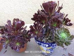 Its feathery spires are vibrant and make a spectacular addition to your autumn garden! Aeonium Arboreum Zwartkop Black Rose Care And Propagation Succulent Plant Care