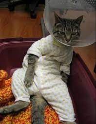 Mad Cat After Surgery Funny Cat Pictures Funny Cats Funny Cat Photos