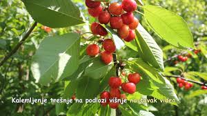 Résultat de recherche d'images pour "cleft grafting Peter"