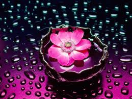 Check spelling or type a new query. 50 Beautiful Flower Wallpaper Images For Download