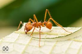 Image result for Anthephora cristata