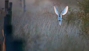 They all have long necks for reaching underwater to feed on the bottom. Taxonomic Sequence Of British Birds Bto British Trust For Ornithology