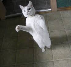 Dancing White Cat Dancing Animals Dancing Cat Cats