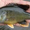 Rock bass are fresh water fish who don't have a problem with being around human activity. 1