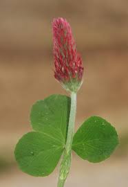 Image result for Trifolium