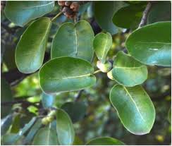 Image result for Tricalysia niamniamensis