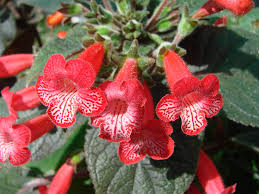 Image result for Kohleria