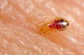 Bites That Look Like Bed Bug Bites But Aren T Living Nightmare Bedbugs At Hostels How To Deal Bed Bug Bites Bed Bugs Bed Bugs Treatment