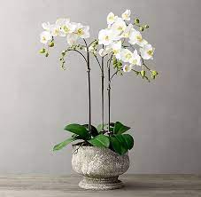 Faux Orchid Plant Weathered Stone Tulip Pedestal Bowl Small Kitchen Or Living Room Side Table Maybe Dining Table If Not Orchid Plants Orchids Orchid Bowl