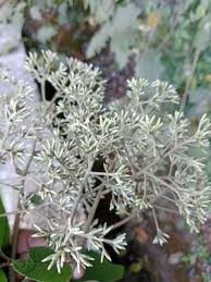 Image result for Monosis conferta