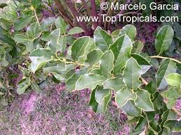 Image result for Congolanthus